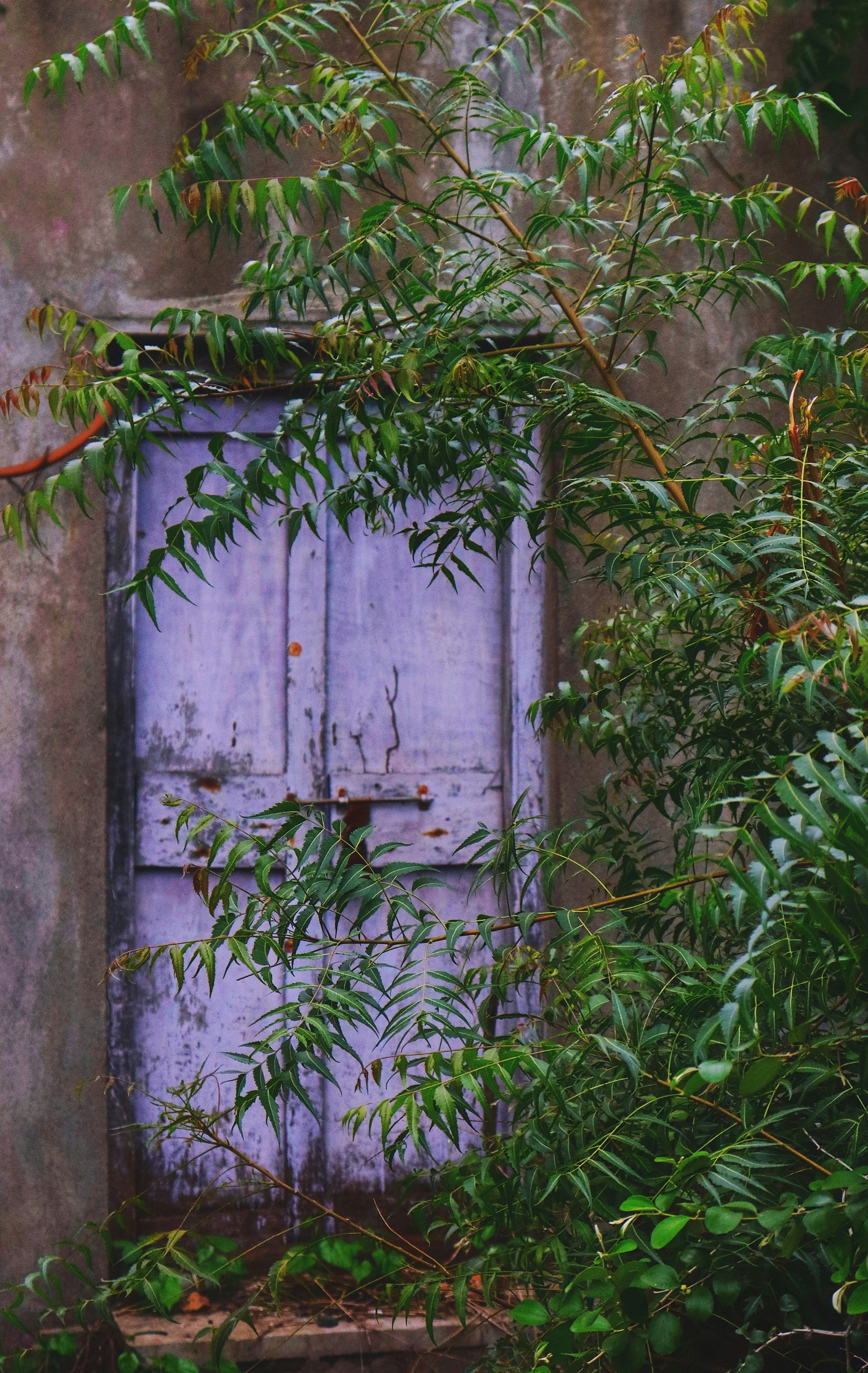 saanvi-walvekar-A2hmxcGHU6Q-unsplash
